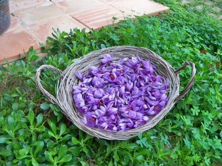 un cesto di fiori di zafferano