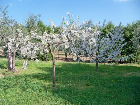 ciliegio e amareno in fiore