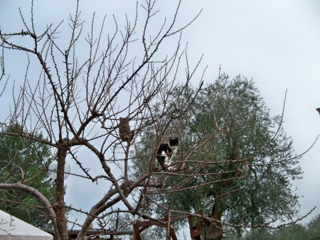 l'albero dei gatti