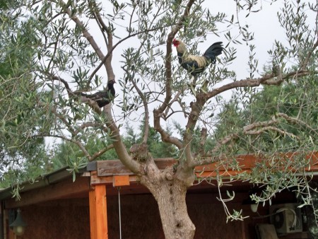 l'albero delle galline